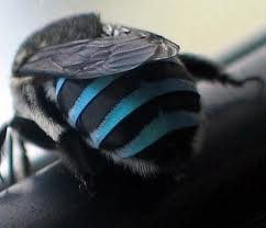 A Mosca Azul -  Piracaia Mais 